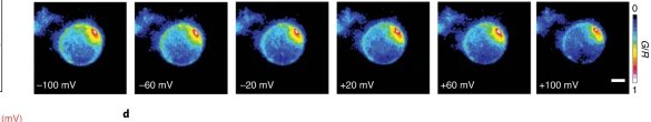 A single cell imaged from minus 100 to plus 100 millivolts